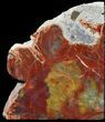 Tall Arizona Petrified Wood Bookends - Red & Yellow #45368-1